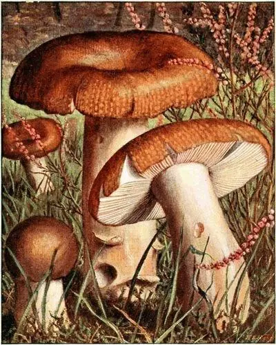 Russule fétide Russula foetens Indigeste Marasme FauxMousseron - фото 33
