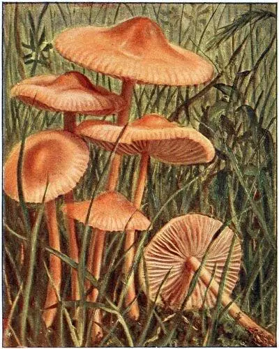Marasme fauxMousseron Marasmius oreades Comestible Entolome livide - фото 34