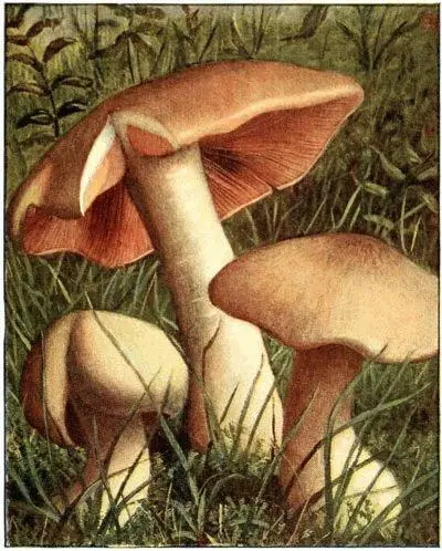Entolome livide Entoloma lividum Vénéneux Clitopile orcellé - фото 35