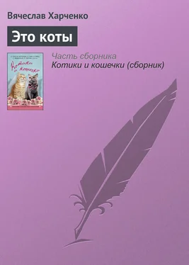 Вячеслав Харченко Это коты обложка книги