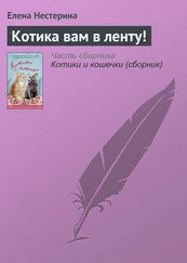 Елена Нестерина - Котика вам в ленту!