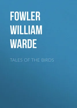 William Fowler Tales of the birds