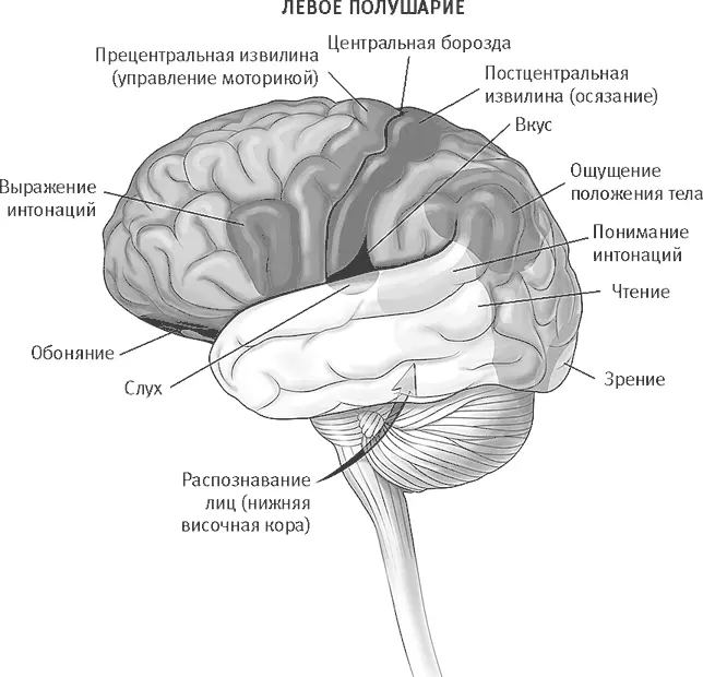 Рис 144 Рис 145 Височные доли задействованы также в осознанном - фото 54