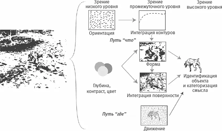 Рис 169 Деконструкция и обработка мозгом изображения собаки на рисунке слева - фото 74