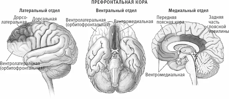 Рис 226 Функции четырех отделов частично различаются частично - фото 99