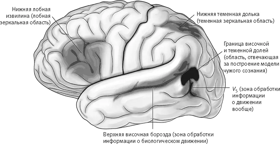 Рис 255 Три отдела мозга обеспечивающие представление действий других - фото 112