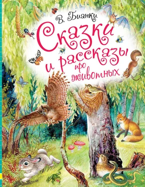 Виталий Бианки Сказки и рассказы про животных обложка книги