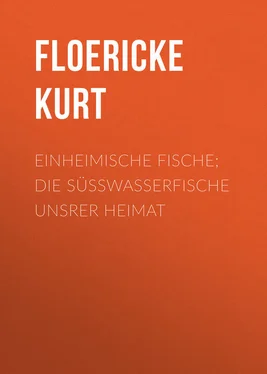 Kurt Floericke Einheimische Fische; Die Süßwasserfische unsrer Heimat обложка книги