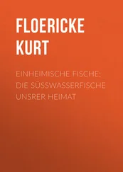 Kurt Floericke - Einheimische Fische; Die Süßwasserfische unsrer Heimat