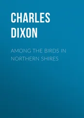 Charles Dixon - Among the Birds in Northern Shires