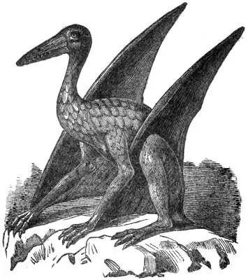 Fig 4 Archæopteryx Does the written history of man comprising a few - фото 4