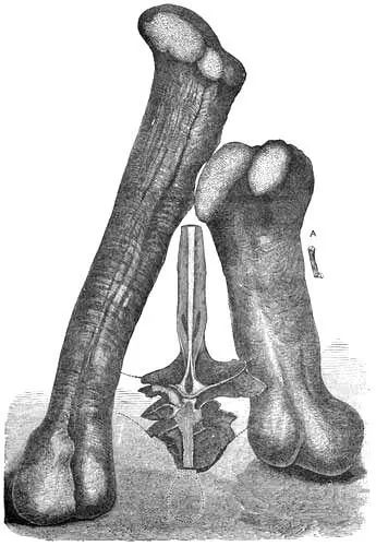 Fig 5 Monster bones of extinct gigantic Sauriansfrom Colorado showing - фото 7