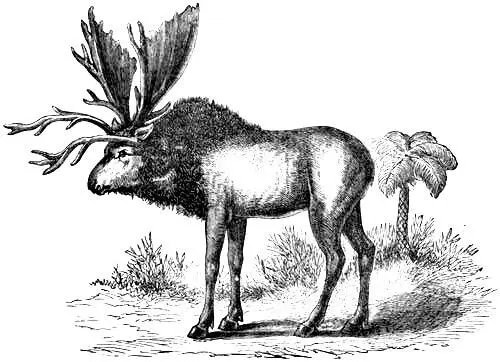 Fig 6 Sivatherium restored from the Upper Miocenedeposits of the Siwalik - фото 8