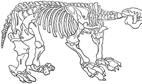 Fig 7 Skeleton of Megatherium After Figuier Among mammals I shall - фото 9