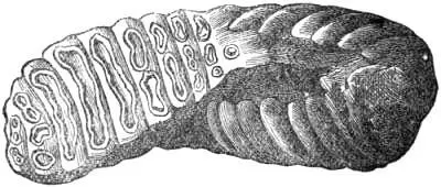 Fig 10 Tooth of the Mammoth After Figuier It seems probable that - фото 11