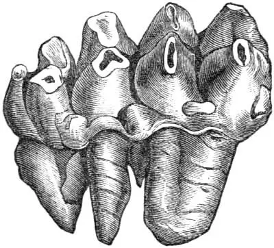 Fig 11 Mastodons Tooth worn After Figuier Cuvier established the - фото 12
