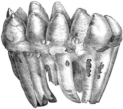 Fig 12 Mastodons Tooth After Figuier The form first appears in the - фото 13