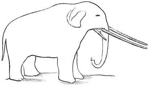 Fig 13 The Mastodon Perfect skeletons are occasionally procured from - фото 14
