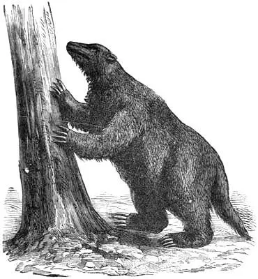 Fig 14 Mylodon robustus After Figuier It must also be borne in mind - фото 15