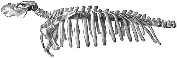 Fig 15 Skeleton of Rhytina Stelleri From The Voyage of the Vega - фото 16