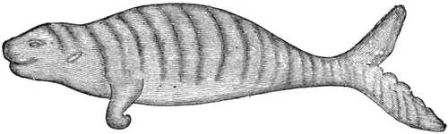 Fig 16 Rhytina Stelleri From The Voyage of the Vega The Solitaire - фото 17