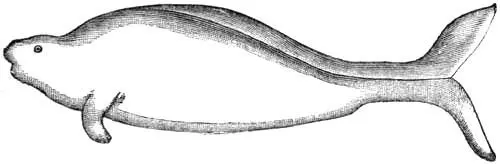 Fig 17 Rhytina Stelleri After J Fr Brandt Stellers Seacow - фото 18