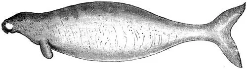 Fig 18 Rhytina Stelleri From The Voyage of the Vega In - фото 19