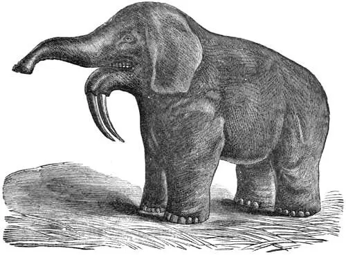 Fig 8 Dinotherium After Figuier 38 It enters Europe early in - фото 38