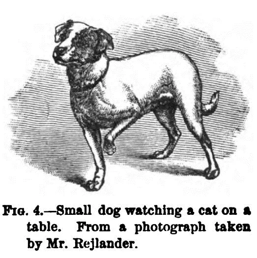 illust caption for making a rush or FIG 4 Small dog watching a cat on a - фото 1