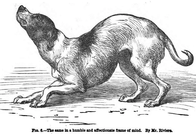 When a dog approaches a strange dog or man in a savage or hostile frame of mind - фото 2