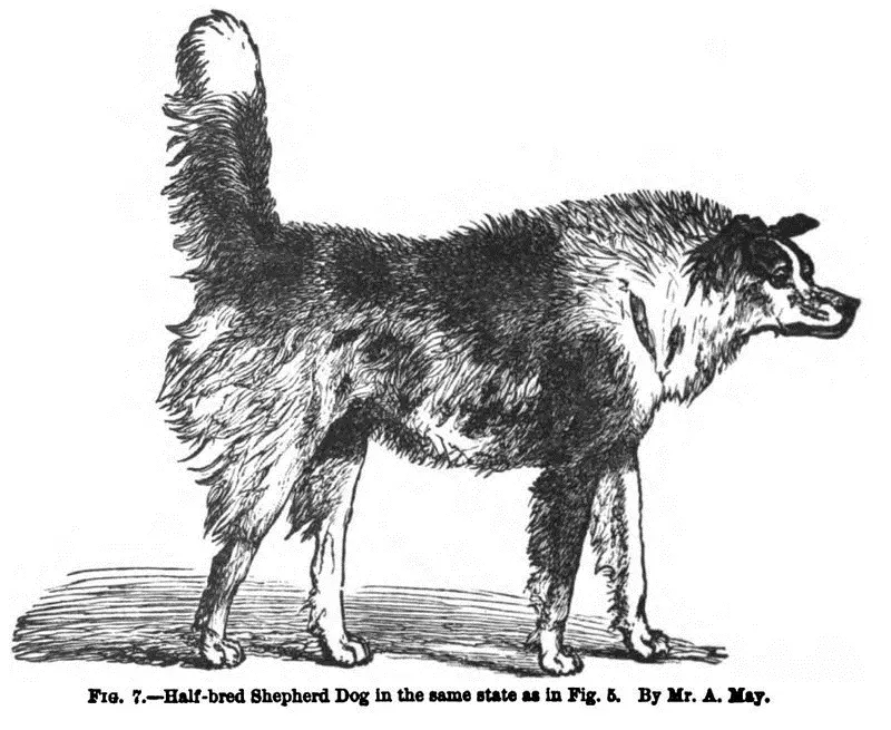 When a dog approaches a strange dog or man in a savage or hostile frame of mind - фото 3