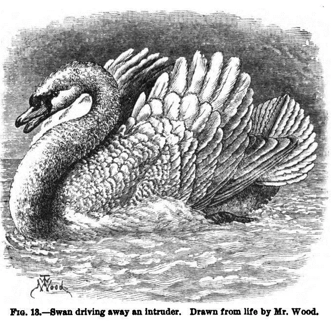 illust caption FIG 13 Swan driving away an intruder Drawn from life by - фото 4