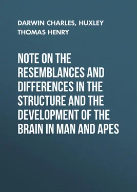 Charles Darwin Note on the Resemblances and Differences in the Structure and the Development of the Brain in Man and Apes обложка книги