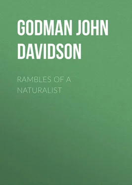 John Godman Rambles of a Naturalist обложка книги