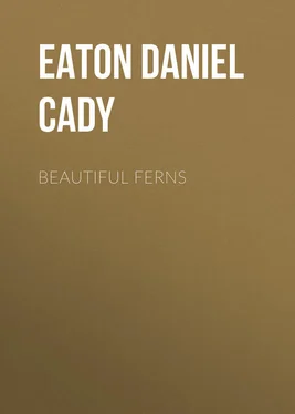 Daniel Eaton Beautiful Ferns обложка книги