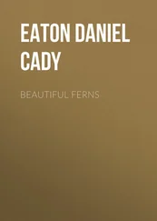 Daniel Eaton - Beautiful Ferns