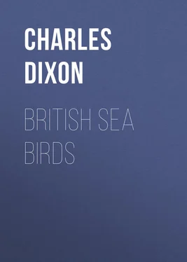 Charles Dixon British Sea Birds обложка книги