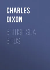 Charles Dixon - British Sea Birds