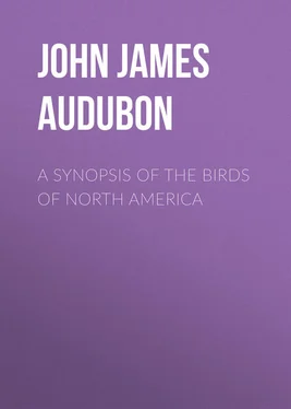 John Audubon A Synopsis of the Birds of North America обложка книги