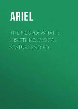 Ariel The Negro: What is His Ethnological Status? 2nd Ed. обложка книги