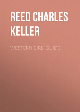 Charles Reed Western Bird Guide обложка книги