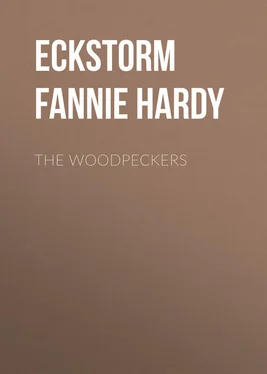 Fannie Eckstorm The Woodpeckers обложка книги