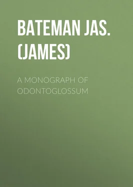 Jas. (James) Bateman A Monograph of Odontoglossum обложка книги