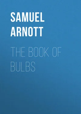 Samuel Arnott The Book of Bulbs обложка книги