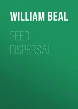 William Beal Seed Dispersal обложка книги