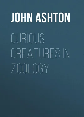 John Ashton Curious Creatures in Zoology обложка книги