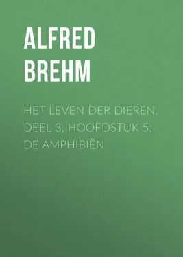 Alfred Brehm Het Leven der Dieren. Deel 3, Hoofdstuk 5: De Amphibiën обложка книги