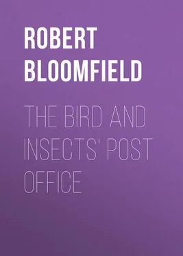 Robert Bloomfield The Bird and Insects' Post Office обложка книги