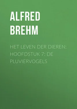 Alfred Brehm Het Leven der Dieren: Hoofdstuk 7: De Pluviervogels обложка книги