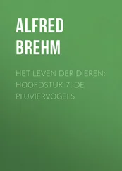 Alfred Brehm - Het Leven der Dieren - Hoofdstuk 7 - De Pluviervogels